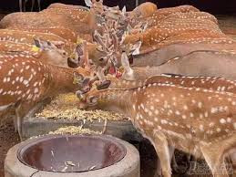 Hươu Hương Sơn và những điều bạn chưa biết